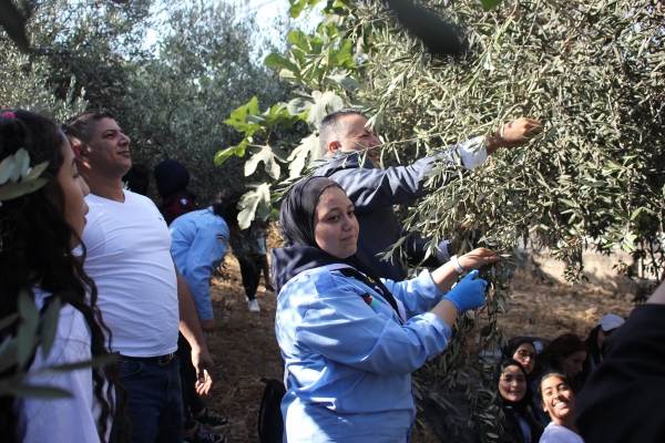 .رئيس البلدية ربحي دولـة خلال مشاركته الى جانب طالبات من مدرسة بنات بيتونيا الثانوية في يوم تطوعي لمساعدة الأهالي في قطف ثمار الزيتون